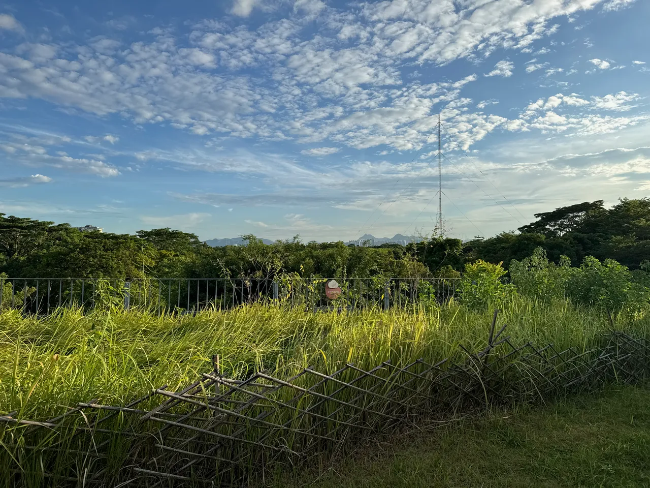 福田红树林生态公园
