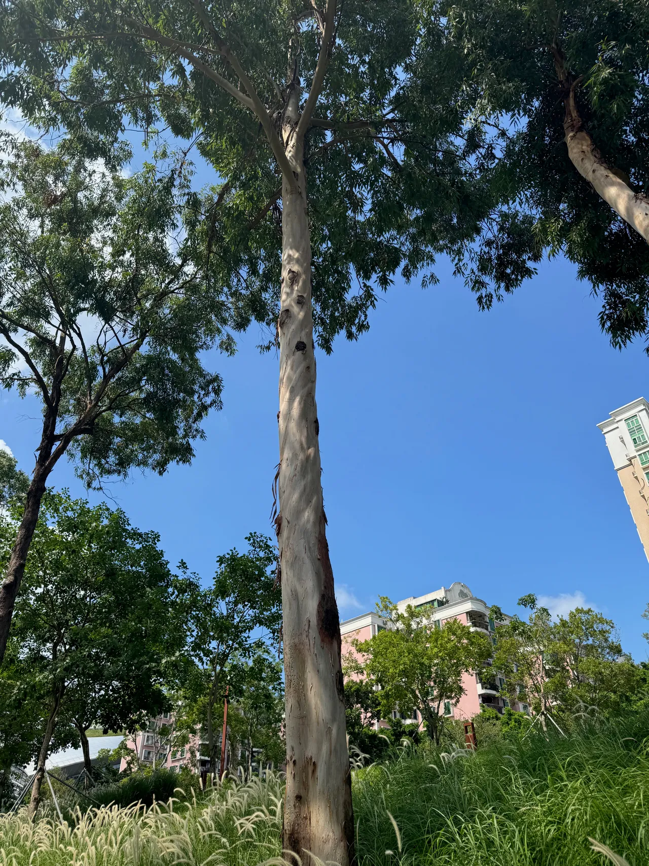 大沙河生态长廊 · 摄影 3