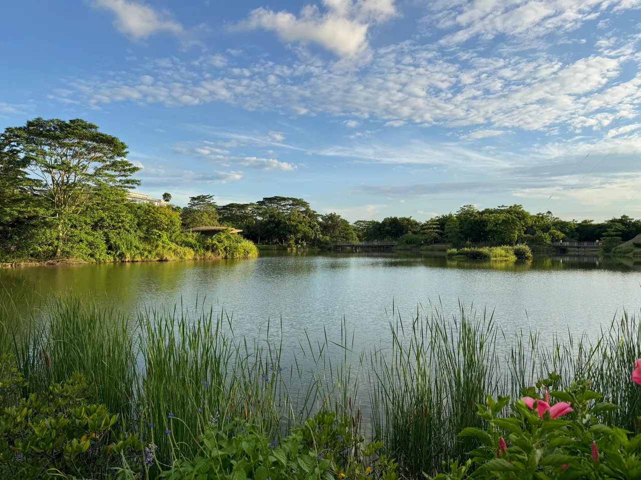 福田红树林生态公园 · 摄影 2