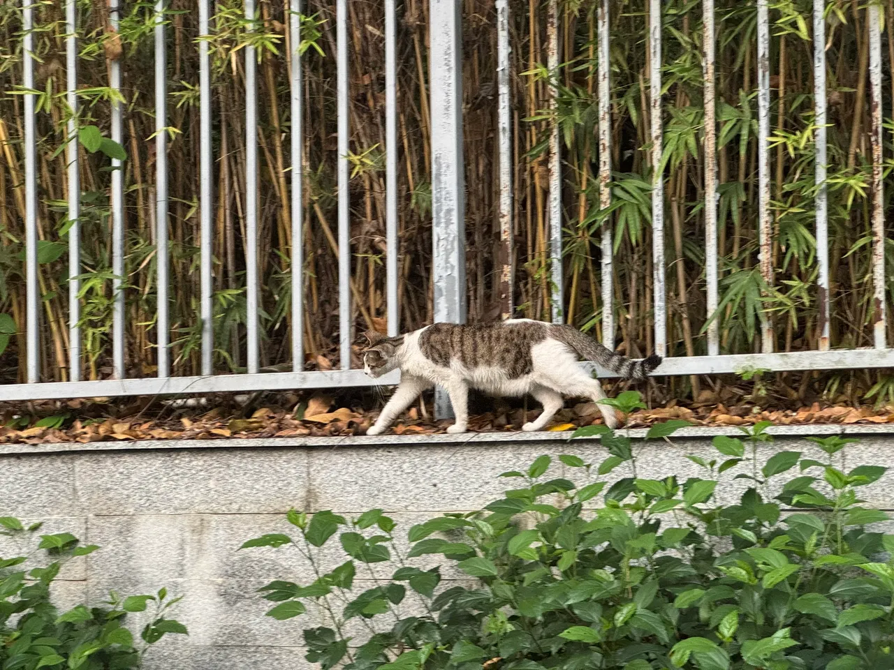 燕晗山郊野公园 · 摄影 6